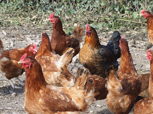 nos poules